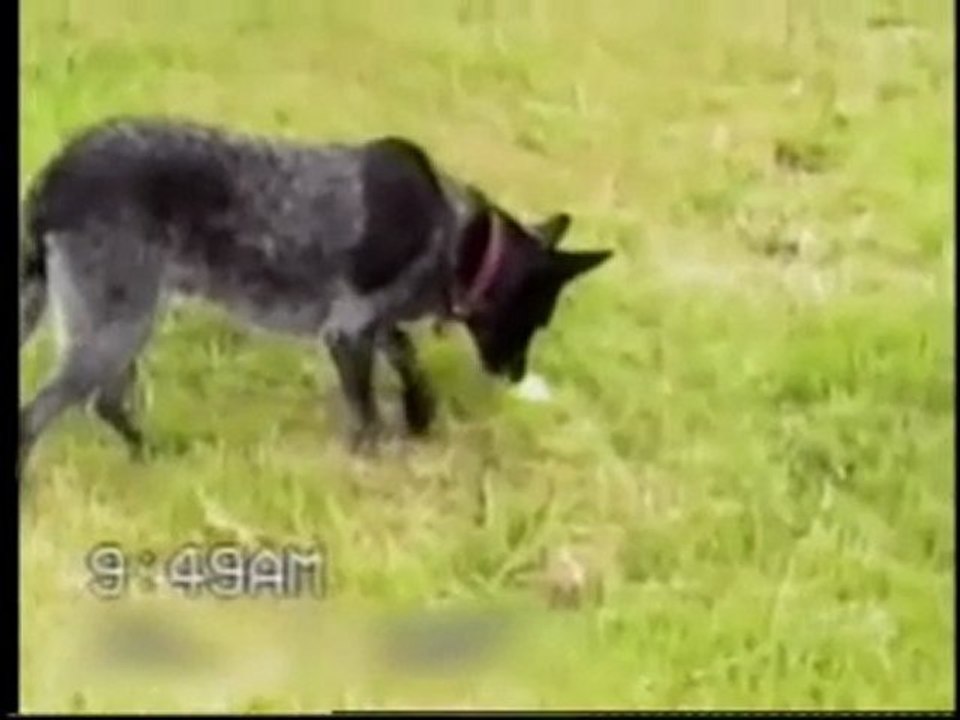 Chien trés bien dressé