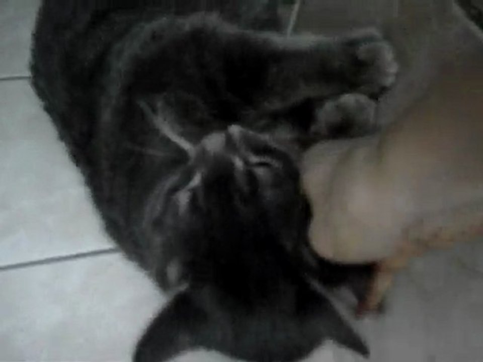 chat