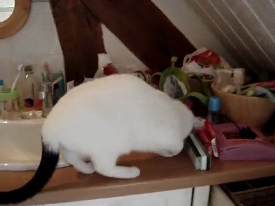 chaton qui joue