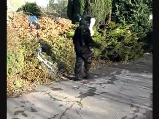 Can Tee-Wolf do Bicycle Stunts?