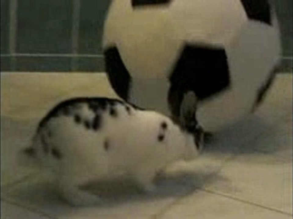 Pinpin fait du Foot !