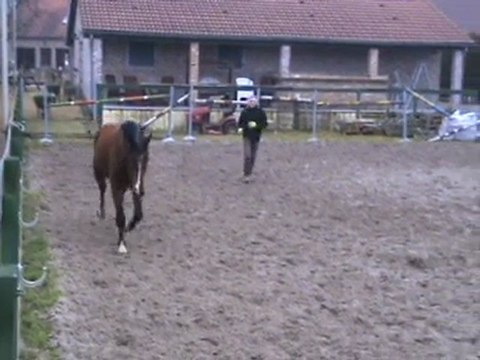 Cheval de cso a vendre Massimo / Fuego / Darco 3 ans