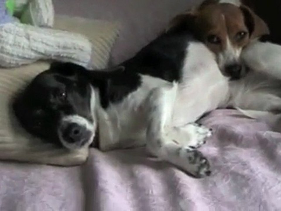 A dogs life. Happy & Healthy. Natural Pets