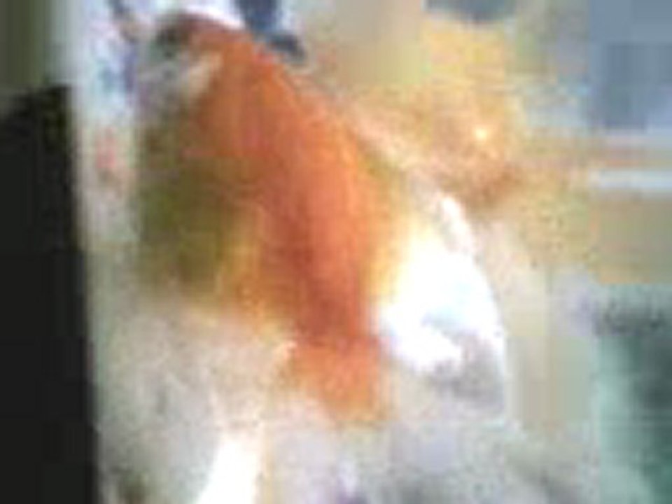 hamile