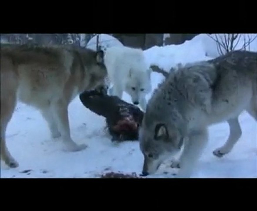 Wild Wolf Presence Around the Enclosures Can Impact