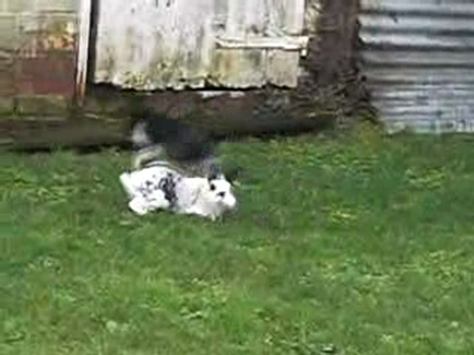 Speedy et El Zorro ;)