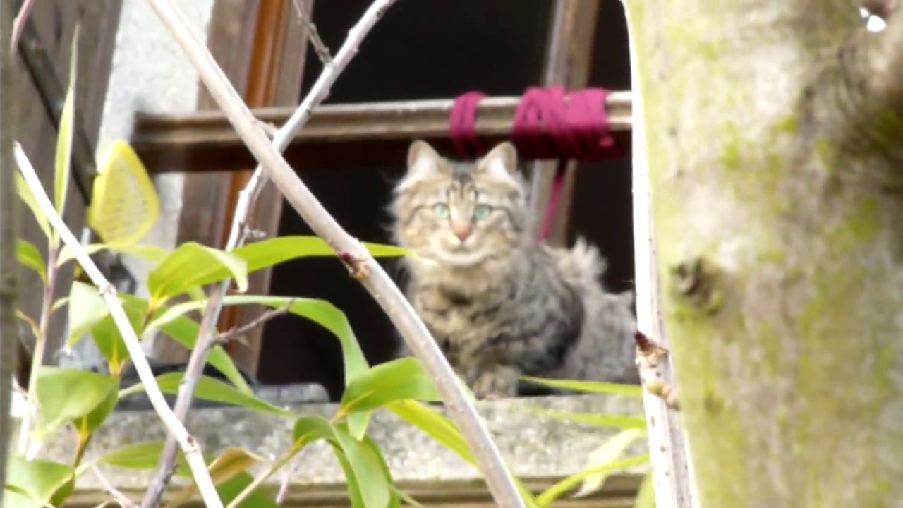 Chat dis donc , C ki ?