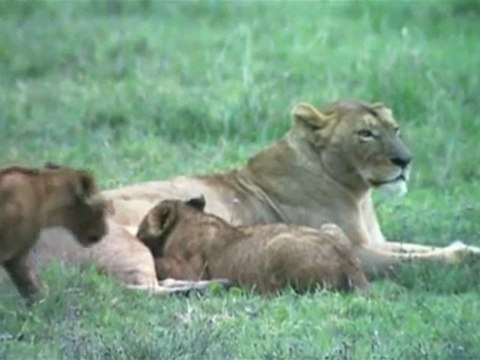 Planete Terre La Naissance Des Mammiferes 3