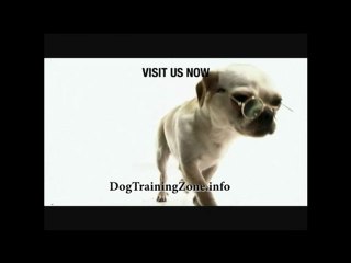 Cute Doggie with glasses