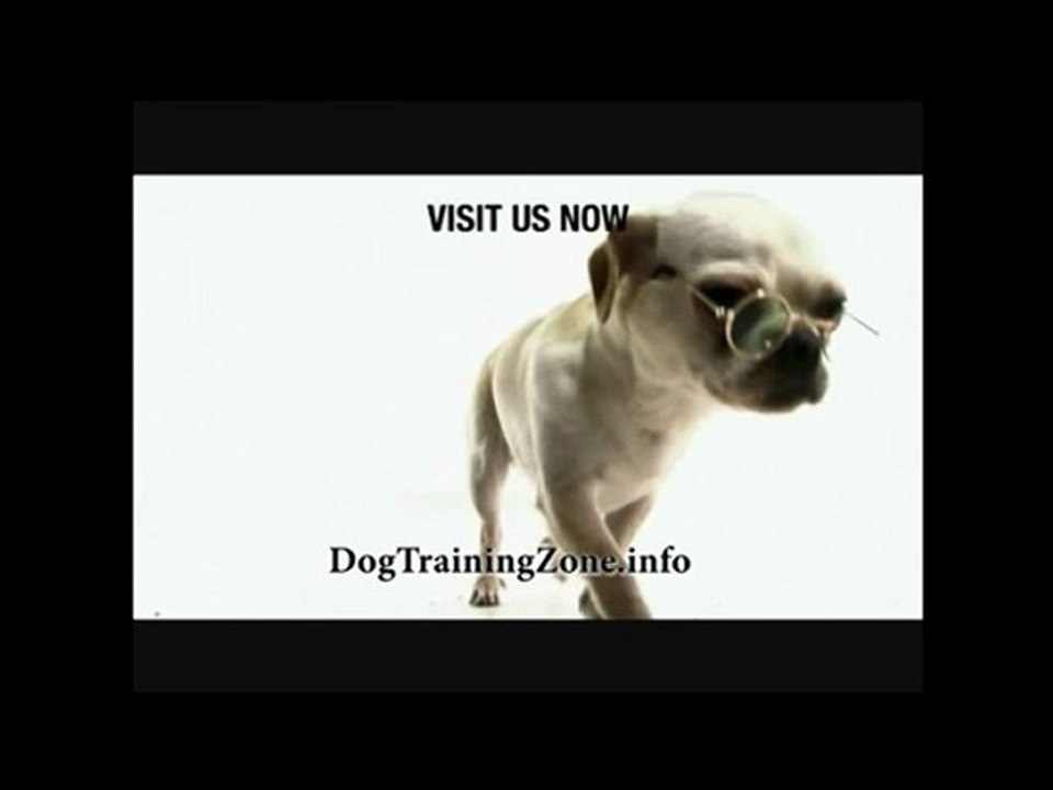 Cute Doggie with glasses