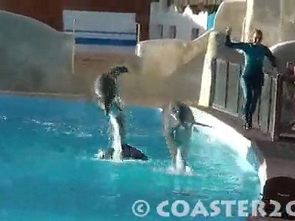 Spectacle Dauphins - Parc Astérix