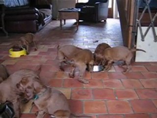 Le repas des bébés