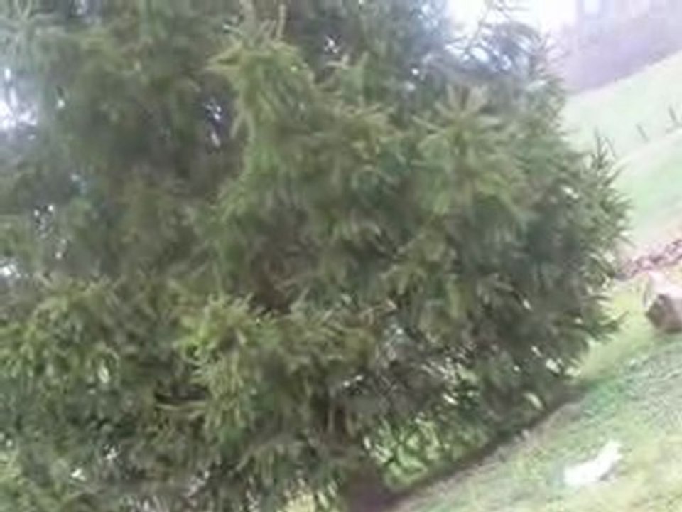 le sapin