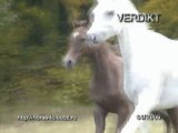 horses for sale, лошади на продажу:  Verdikt 2009г.р.