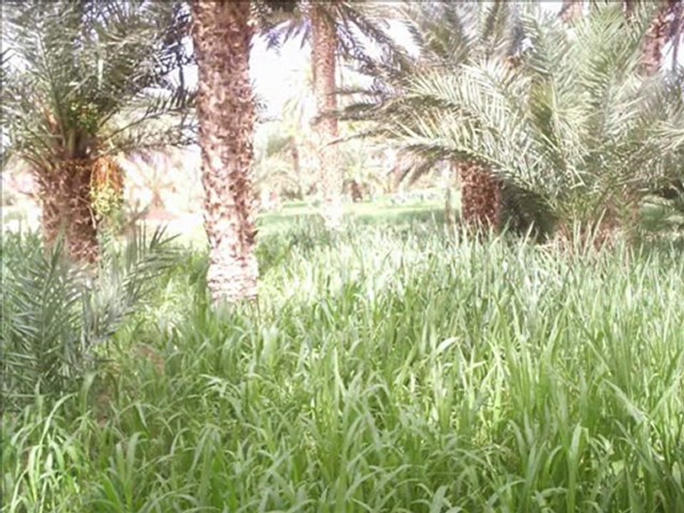 talghazit    alnif   tinjdad        tinghir   rachidia  2010