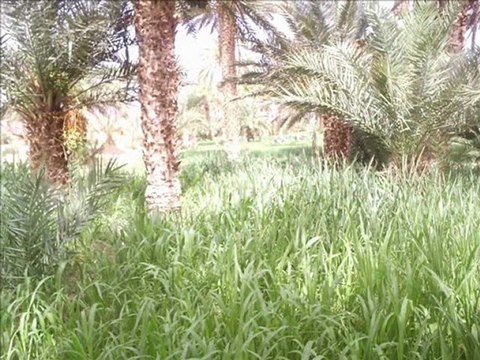 talghazit alnif tinjdad tinghir rachidia 2010