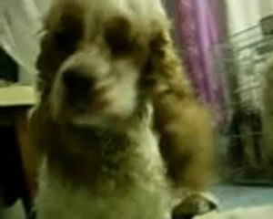 Bébés Diva et D'Elvis, 5 semaines et demi