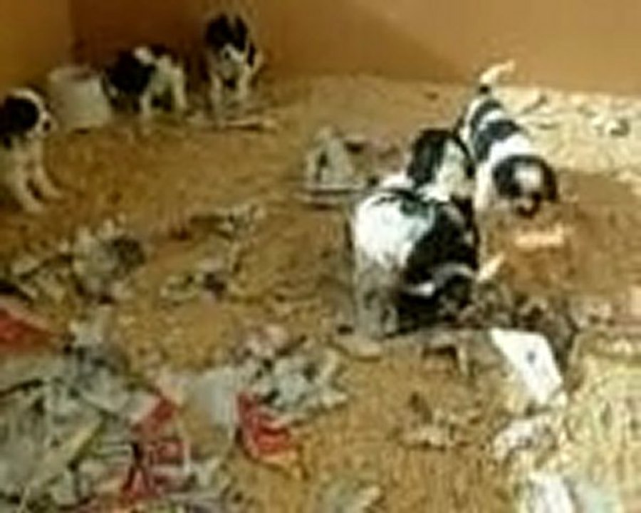 Bebes de Diva 5 semaines et demi