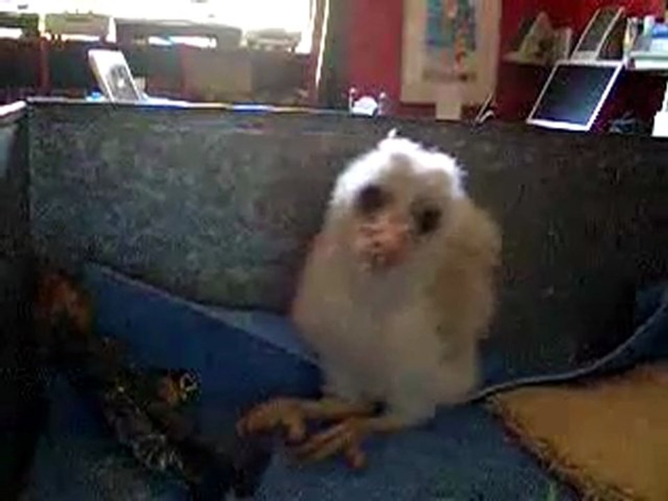Jeune hibou danse