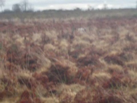 Emir des Tucs Landais 1