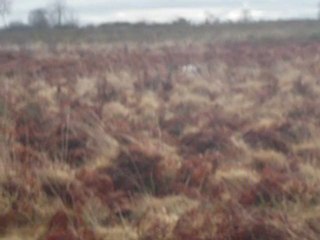 Emir des Tucs Landais 1