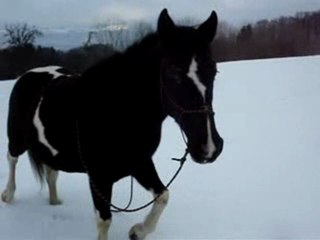 Balade dans la neige et cabré!
