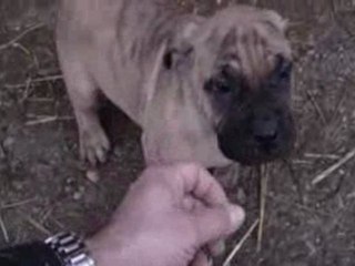 Enzo Evi Evita de la roue solaire