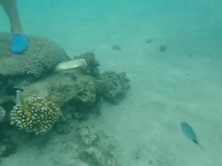 Murènes du lagon de Saint Pierre suite bis