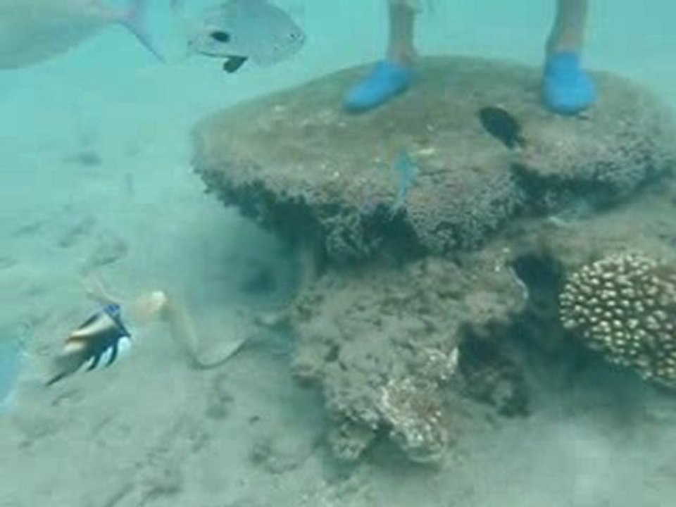 Murènes du lagon de Saint Pierre suite bis