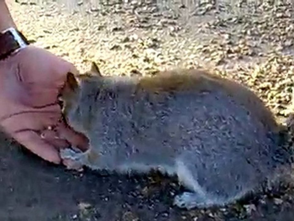 écureuils à Hyde Park