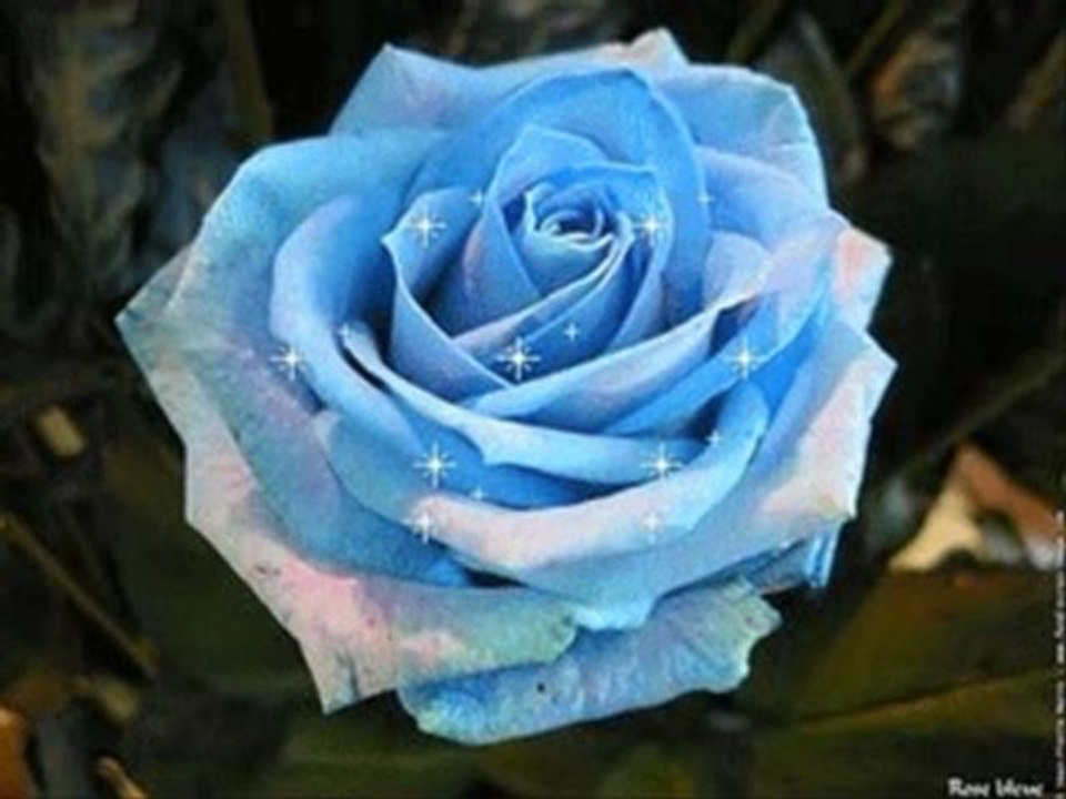 une jolie fleur de georges brassens par christian arnault