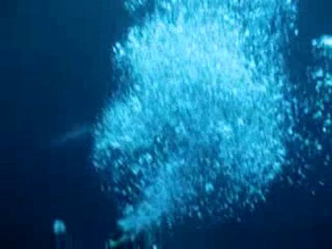 Rasdhoo requins marteaux