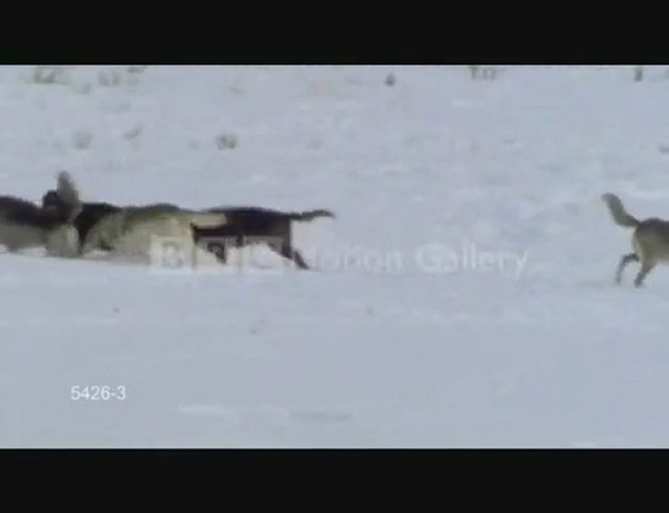WolvesGathering