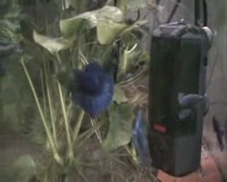 Betta splendens plakat bleu 07 02 2010