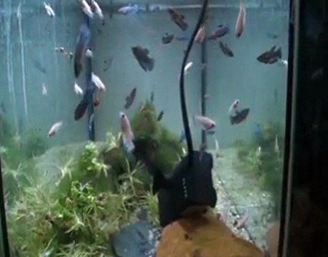 Betta splendens Cambodge multi et BT 07 02 2010