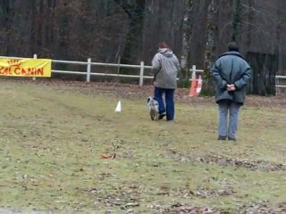 dove entrainement obéissance