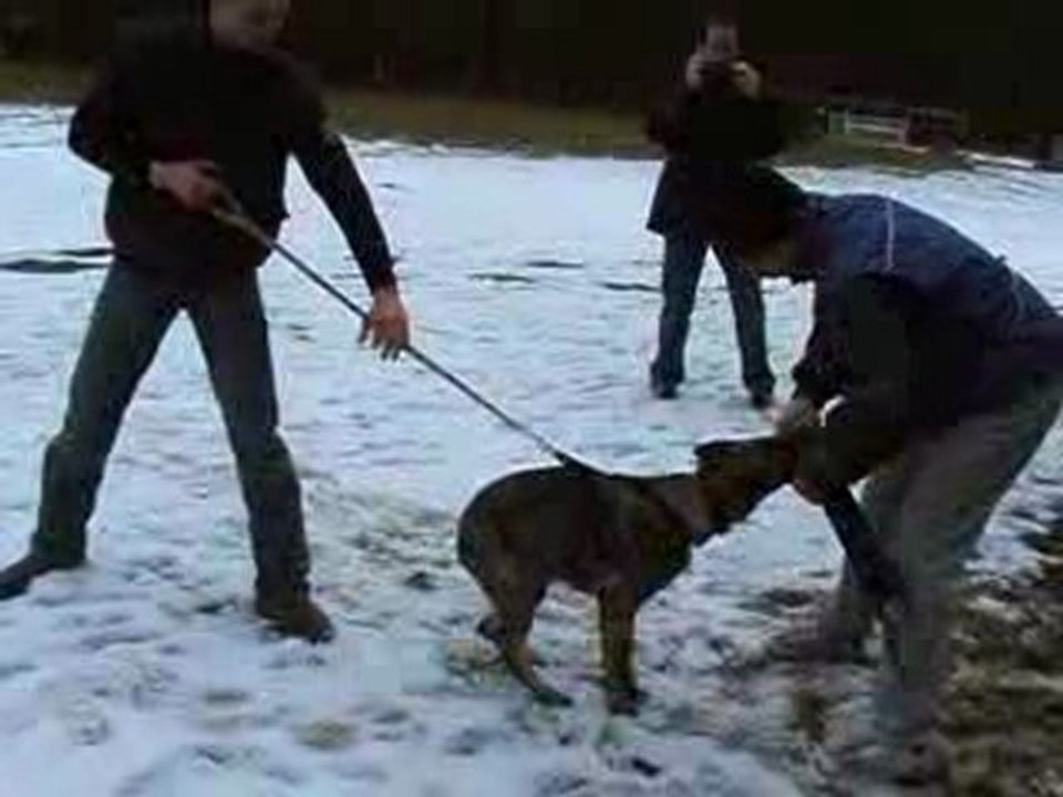 Première séance de débourrage d'Ella au mordant.