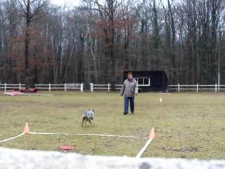 dove entrainement obé 3