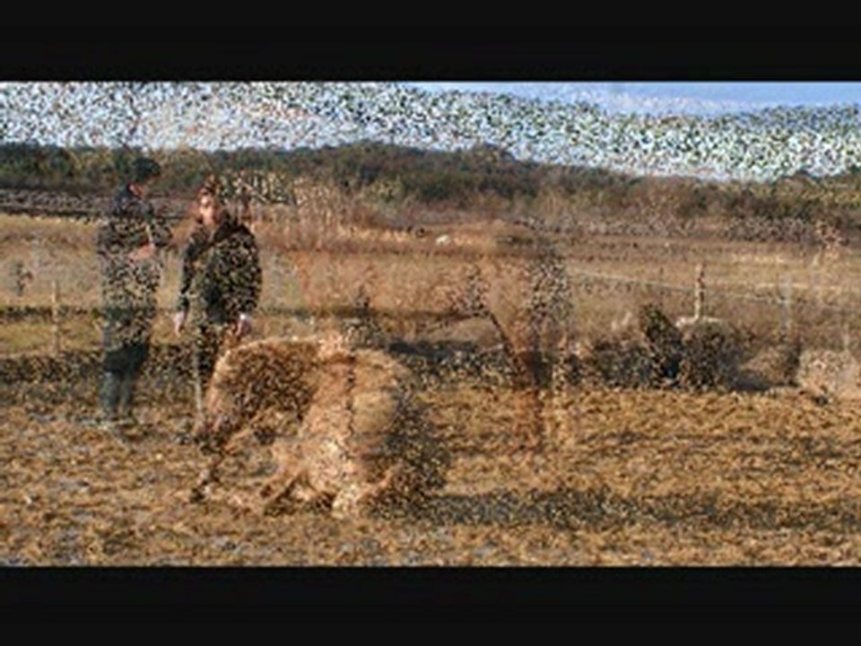 Etalon Palomino lusitanien