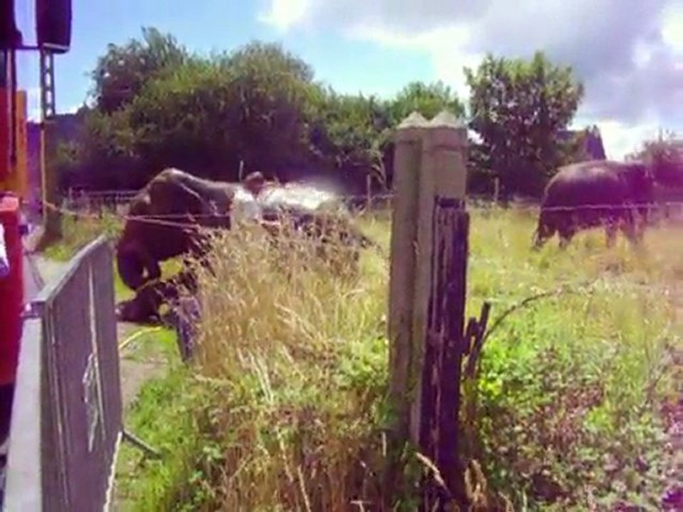 Sabbah et Delhi Cirque Pinder 2009