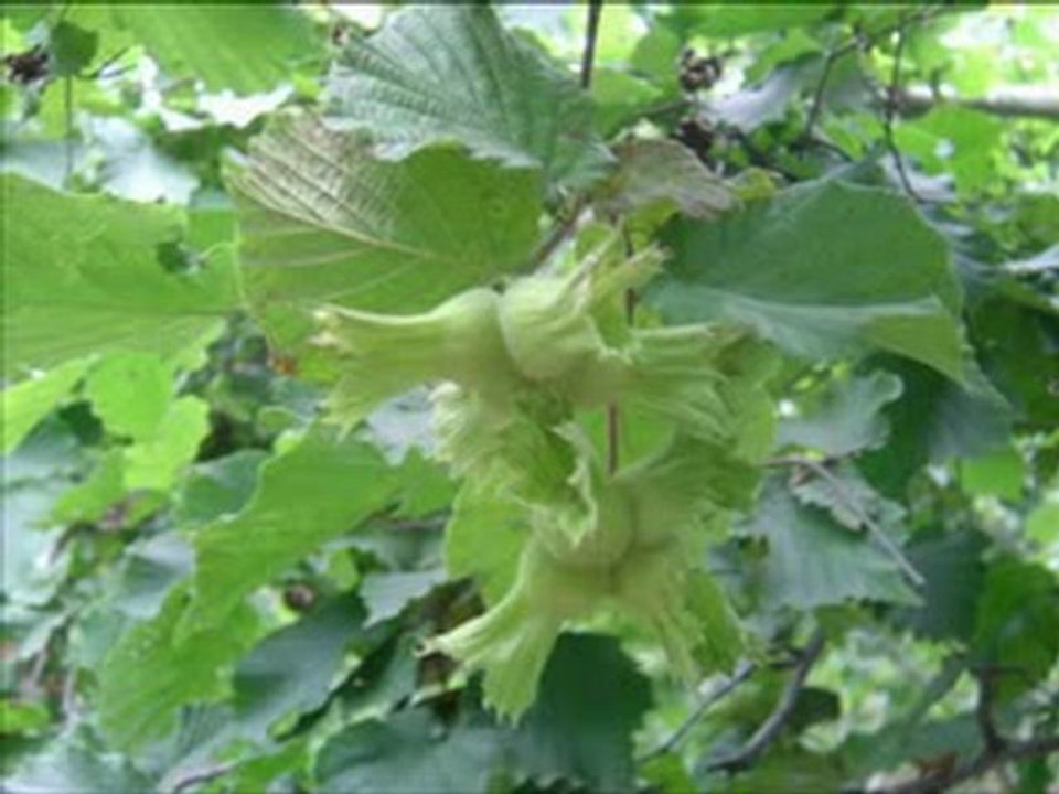 Samsun Terme Çamlıca ( Limandere ) Köyü Belgeseli 1