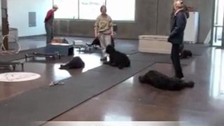 Super Bowl Sunday - Dog Training Class