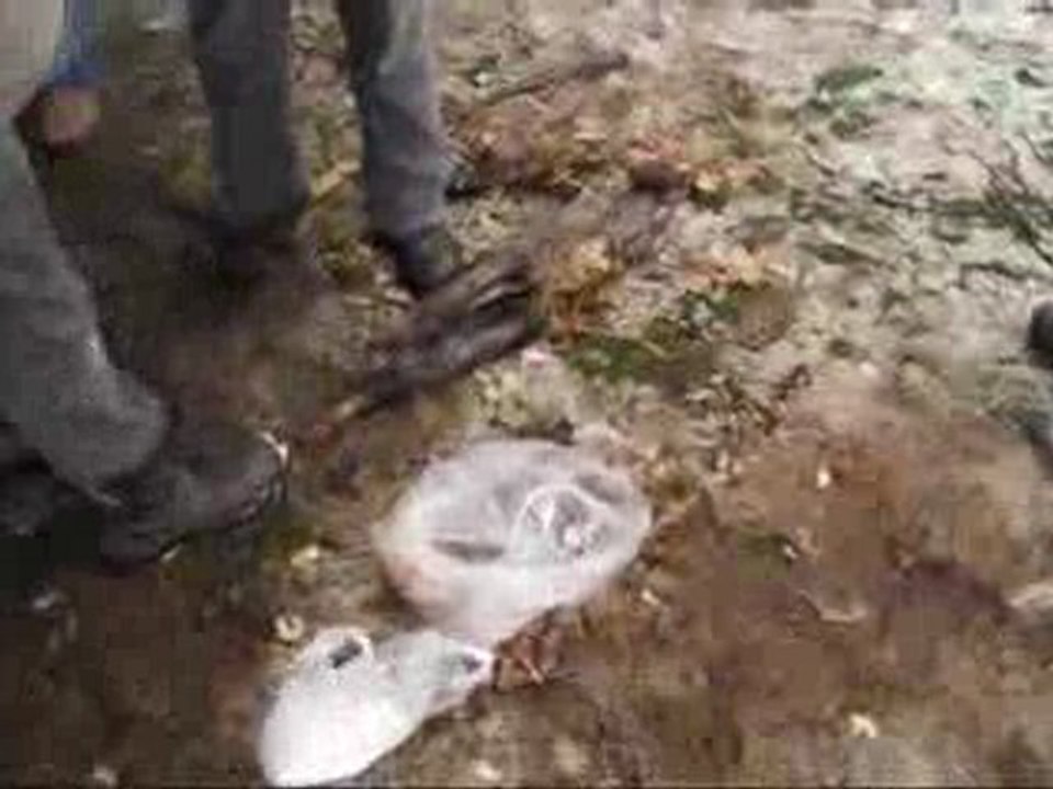 Akoluk