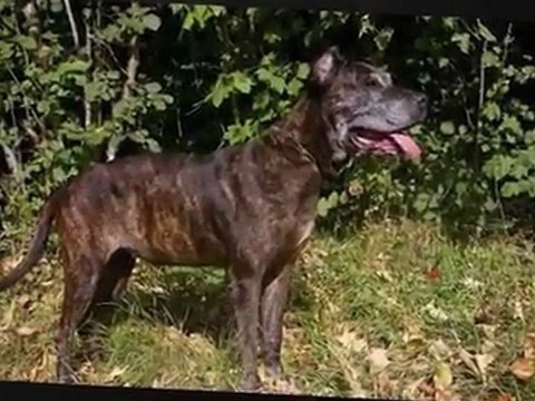 Amis des Bêtes à Aix les Bains