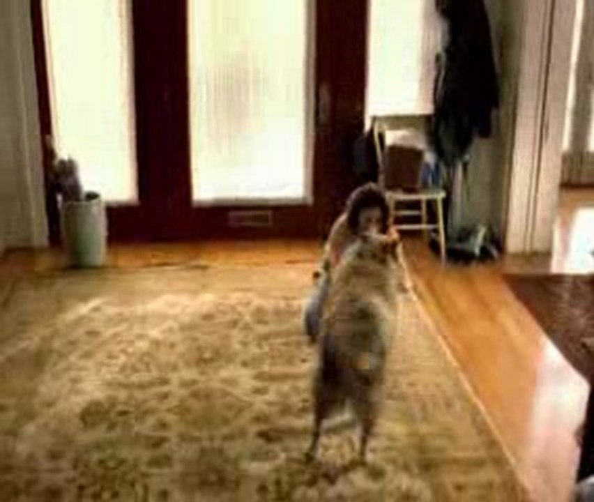 EVDE KÖPEK BESLLERSEN....