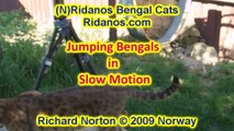 Jumping Bengals in Slow Motion