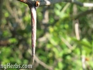 Hawthorn Berries, an artistic study