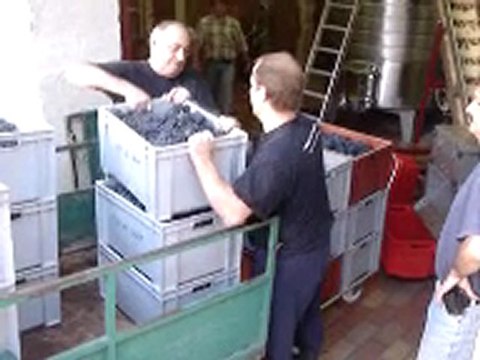 Vendanges au Clos de Tart (Bourgogne)