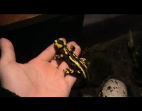 Yann André présente la salamandre dans le CHER(18...)