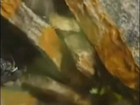 Mustafa Demirci - Leyla